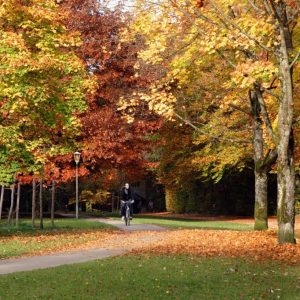 Verfärbtes Laub auf den Bäumen an der Hochleite, teilweise liegen schon Blätter auf dem Boden. Ein Radfahrer fährt auf dem Fahrradweg